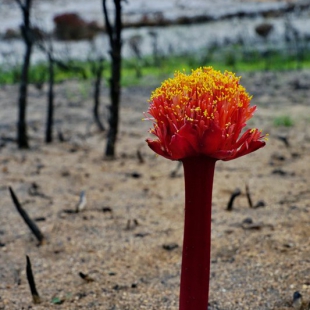 Haemanthus sanguineus